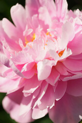 Pink peonies close-up in summer.