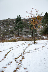 Paisajes cubiertos de nieve