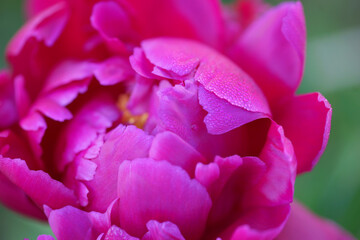 Pink peonies close-up in summer.