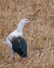 Obraz premium andean goose in corn field