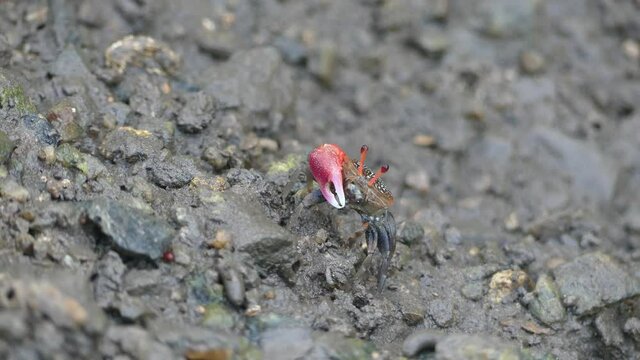 4K, Small red fiddler crab in mangrove forest in Langkawi Island, Malaysia