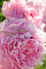 Pink peonies close-up in summer.