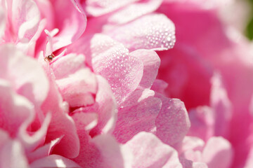 Pink peonies close-up in summer.