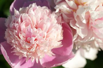 Pink peonies close-up in summer.