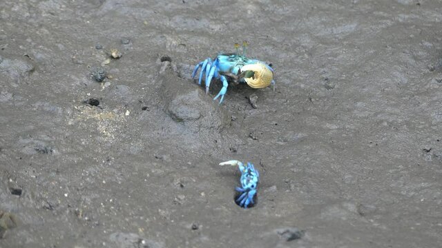 4K, Two small blue fiddler crab in mangrove forest in Langkawi Island, Malaysia