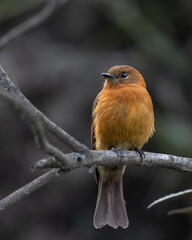 Portrait of a cinnamon flycatcher