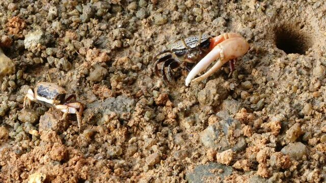 4K, Small red fiddler crab in mangrove mud in Langkawi Island, Malaysia in 