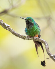 portrait of a male booted racket tail hummingbird