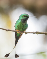 portrait of a male booted racket tail hummingbird