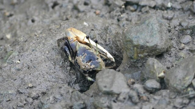 4K, Small black fiddler crab in mangrove forest in Langkawi Island, Malaysia