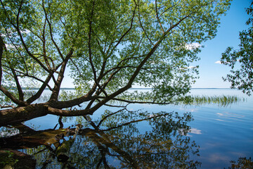 summer landscape on the lake with  trees and reflection. The concept of domestic tourism