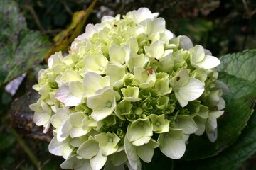 Hortensia verde y blanca