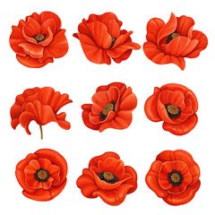 Red poppies in different corners isolated on a white background