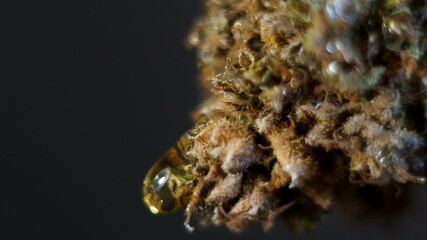 Close up golden oil drop falling from cannabis bud. Marijuana concentrates. CBD honey. 4k  video