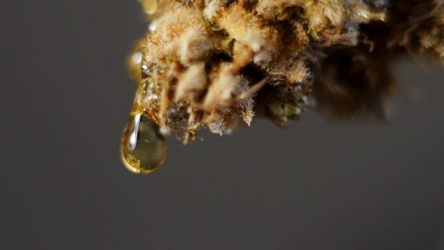 Close up golden oil drop falling from cannabis bud. Marijuana concentrates. CBD honey. 4k  video