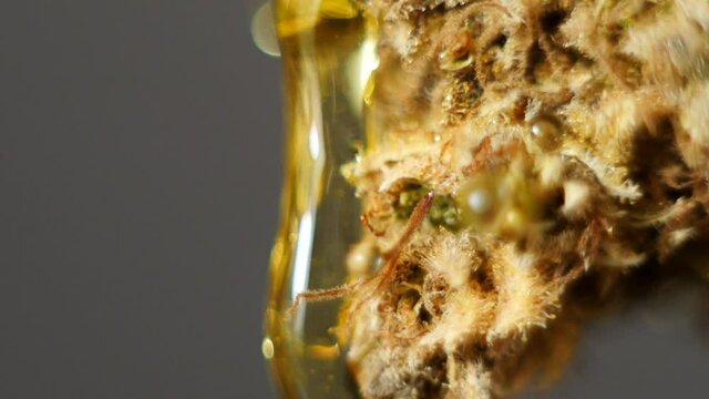 Liquid honey pour on cannabis bud. Marijuana concentrate. 4k video. CBD essence. Macro shot 