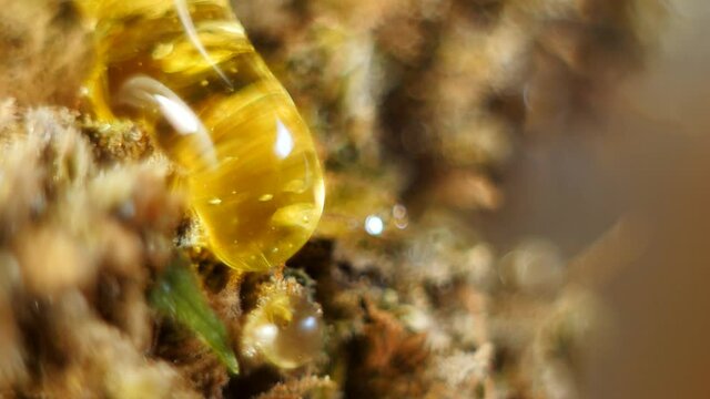 CBD oil concentrate pouring on cannabis bud. Marijuana honey. 4k video. Macro shot. 