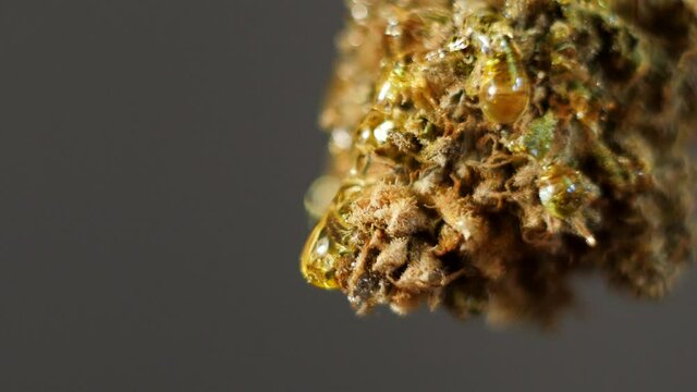 Close up golden oil drop falling from cannabis bud. Marijuana concentrates. CBD honey. 4k  video