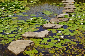 Steinweg durch eine natürliche Teichlandschaft