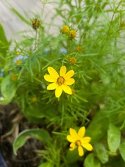 Flowers in full bloom