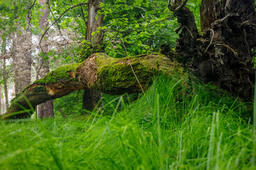 A fallen old mossy tree in the forest,