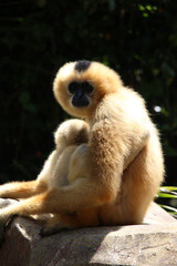 Yellow-cheeked gibbon mother and baby (Nomascus gabriellae)