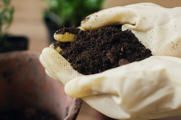 Hands in gloves holding soil on background of empty pots and fresh green basil and rosemary plants...
