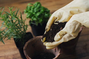 Hands in gloves filling empty pots with soil on background of fresh green basil and rosemary plants...