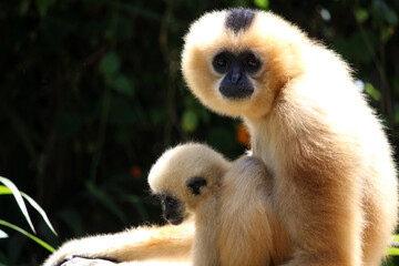 Yellow-cheeked gibbon mother and baby (Nomascus gabriellae)