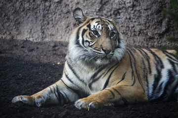 Fototapeta na wymiar Sumatran tiger resting (Panthera tigris sumatrae)