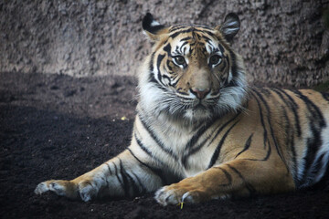 Sumatran tiger resting (Panthera tigris sumatrae)