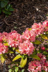 Pink flowers in the garden. Rhododendrons. 