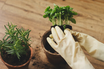 Hands in gloves holding fresh green basil plant with roots and soil on background of rosemary plant...