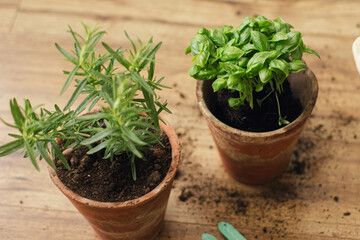 Fresh green basil plant and rosemary plant in new clay pots on background of tools, soil on wooden...