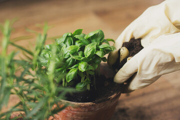 Hands in gloves potting fresh green basil plant in new clay pot on background of rosemary plant in...