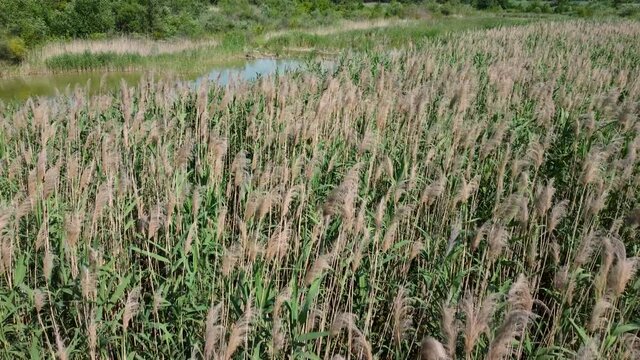 Pampas grass in the lake aerial