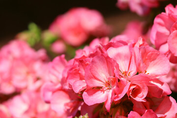 pink summer flowers close up under the sun
