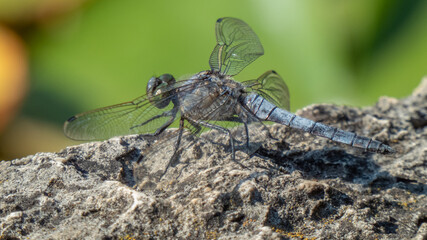 Hungary - Budapest - Margaret Island - Japanese Garden - Dragonyfly