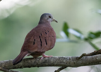 ruddy ground dove perched