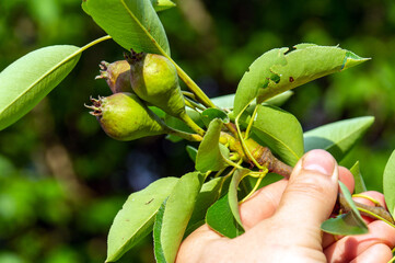 A farmer checks the ripening of a pear in early summer. Close-up of an agronomist hand holding a branch. Garden care