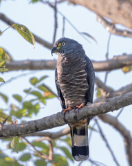 hook billed kite perched on branch