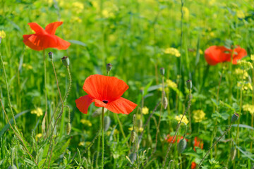 Beautifully blooming red poppies on green wild meadow on a sunny day. High resolution image, perfect for interior decoration in Healing by Nature Fine Art Design style.