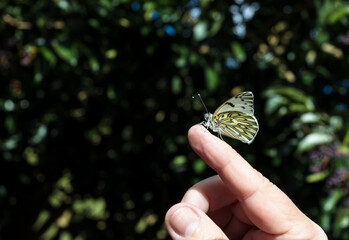 Borboleta pousada no dedo.
