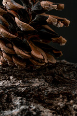 Pine cone on tree bark