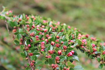 Obraz premium red flowers in the garden
