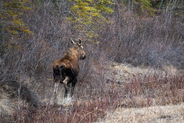 Fototapeta na wymiar Adult moose running in a spring time natural environment in northern Canada, Yukon with the boreal forest surrounding the wild animal. 