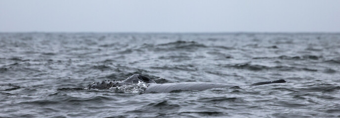 Humpback in Monterey 