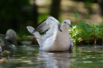 Collared-Dove , Streptopelia decaocto raises its wing while swimming in the water of the bird's watering hole. Czechia. Europe.