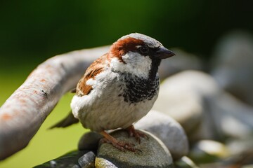 House sparrow on stones at a bird watering hole. Czechia. Europe