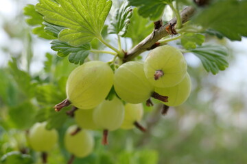 Macro close-up of gooseberries growing on the bush, viewed from below
